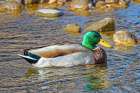 USA, Colorado, Fort Collins. American mallard duck in water. Art Print